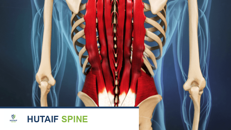 Illustration showing lower back muscle.