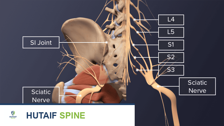 An illustration showing anatomy and course of sciatic nerve.