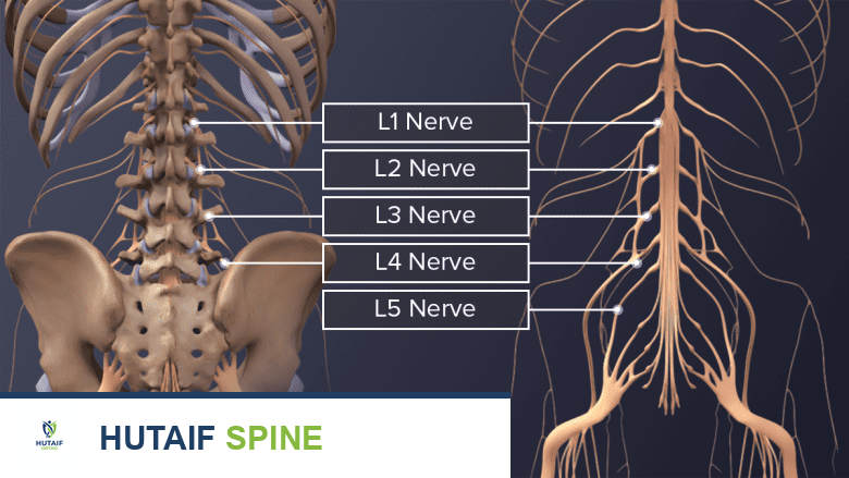 Illustration showing Posterior view of adult spine and lumbar spinal nerves.
