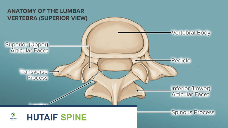 توضيح يظهر تشريح الفقرة القطنية.