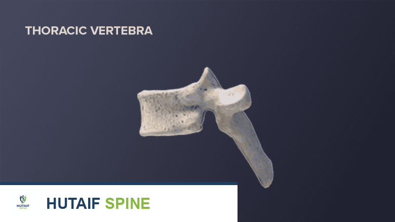 رسم توضيحي لمنظر جانبي لفقرة صدرية.