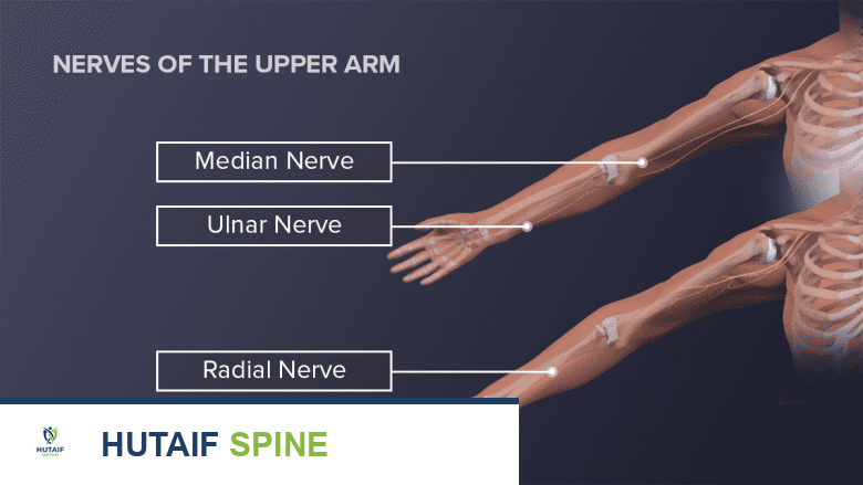رسم توضيحي يظهر أعصاب الذراع العلوي