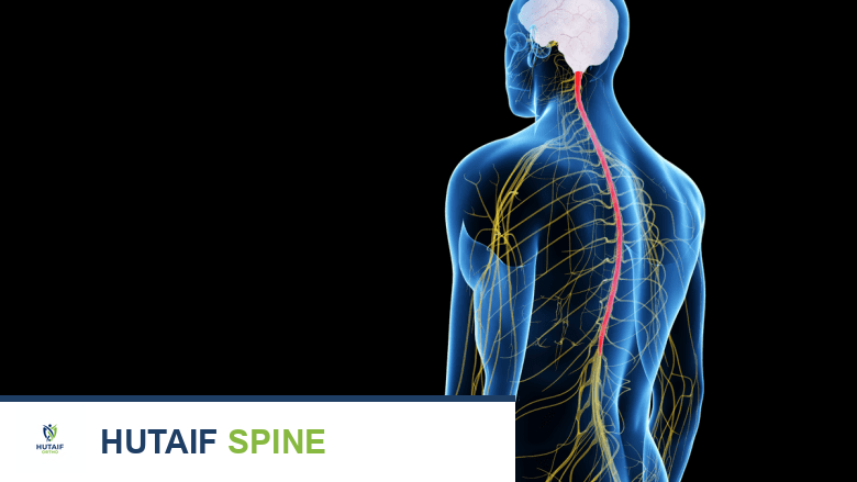 رسم توضيحي طبي يظهر الدماغ والجهاز العصبي الخلفي.