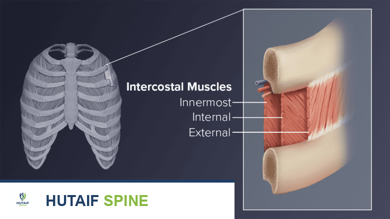 إجهاد العضلات الوربية ألم الظهر العلوي بين الضلوع الأسباب والعلاج مع الأستاذ الدكتور محمد هطيف