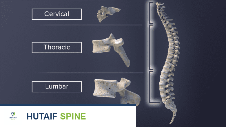 رحلة شاملة في عالم فقرات العمود الفقري: دليلك الكامل مع الأستاذ الدكتور محمد هطيف