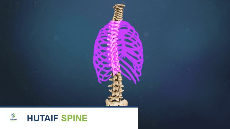 Posterior view of the spine highlighting the thoracic region.
