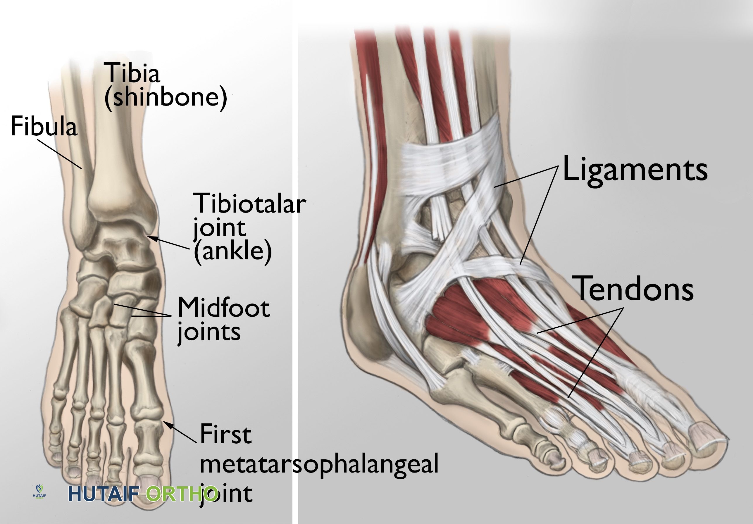 التركيب التشريحي لمفاصل الكاحل والقدم والإبهام