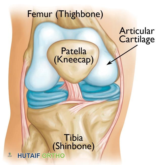 تشريح مفصل الركبة