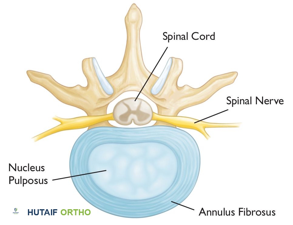 قرص بين الفقرات سليم يوضح مكوناته