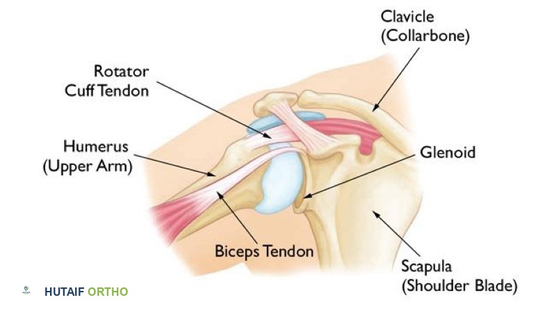 تشريح الكتف الطبيعي. 