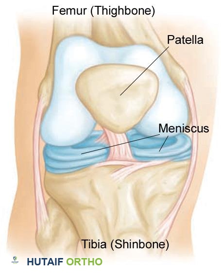 تشريح الركبة الطبيعي