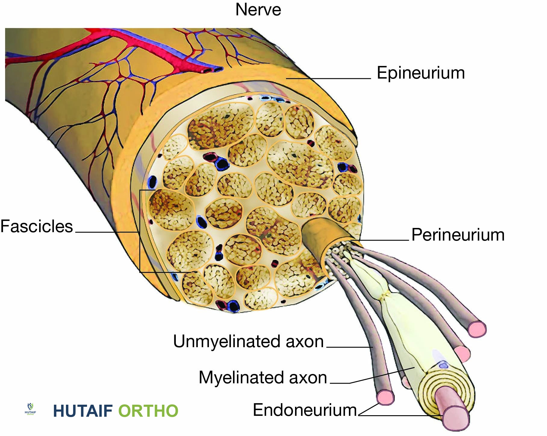 إصابات الأعصاب في اليد والأصابع: دليل شامل للتشخيص والعلاج والتعافي مع الأستاذ الدكتور محمد هطيف