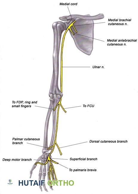 مسار العصب الزندي