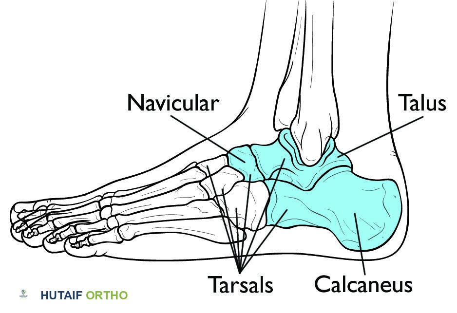 تشريح عظم الرصغ