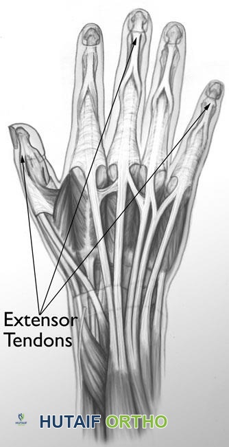 الأوتار الباسطة