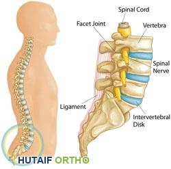 عرض تشريحي مفصل للعمود الفقري القطني يوضح الأجسام الفقرية والأقراص وجذور الأعصاب.