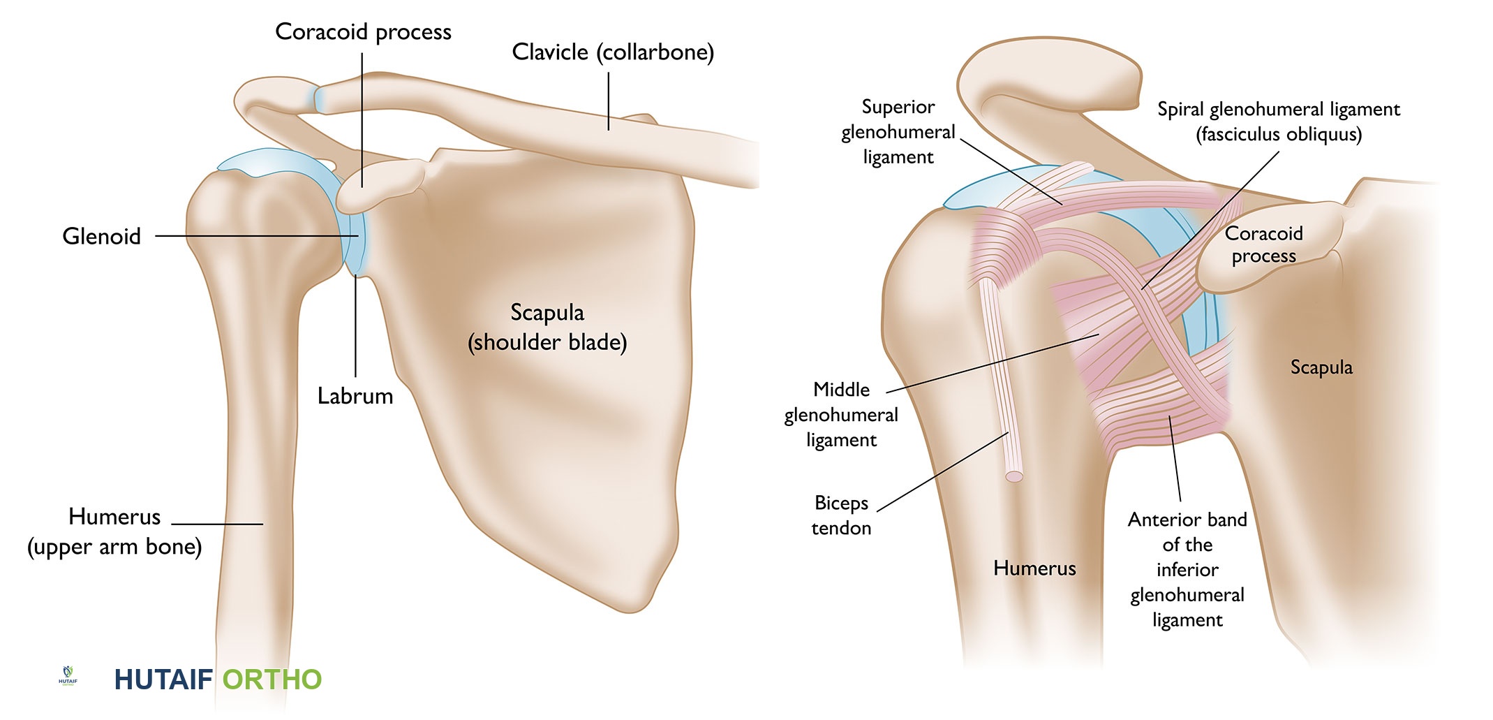 صورة توضيحية لعظام الكتف والأربطة القوية التي تربطها وتساعد على منع خلعها
