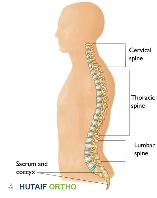 مناطق العمود الفقري
