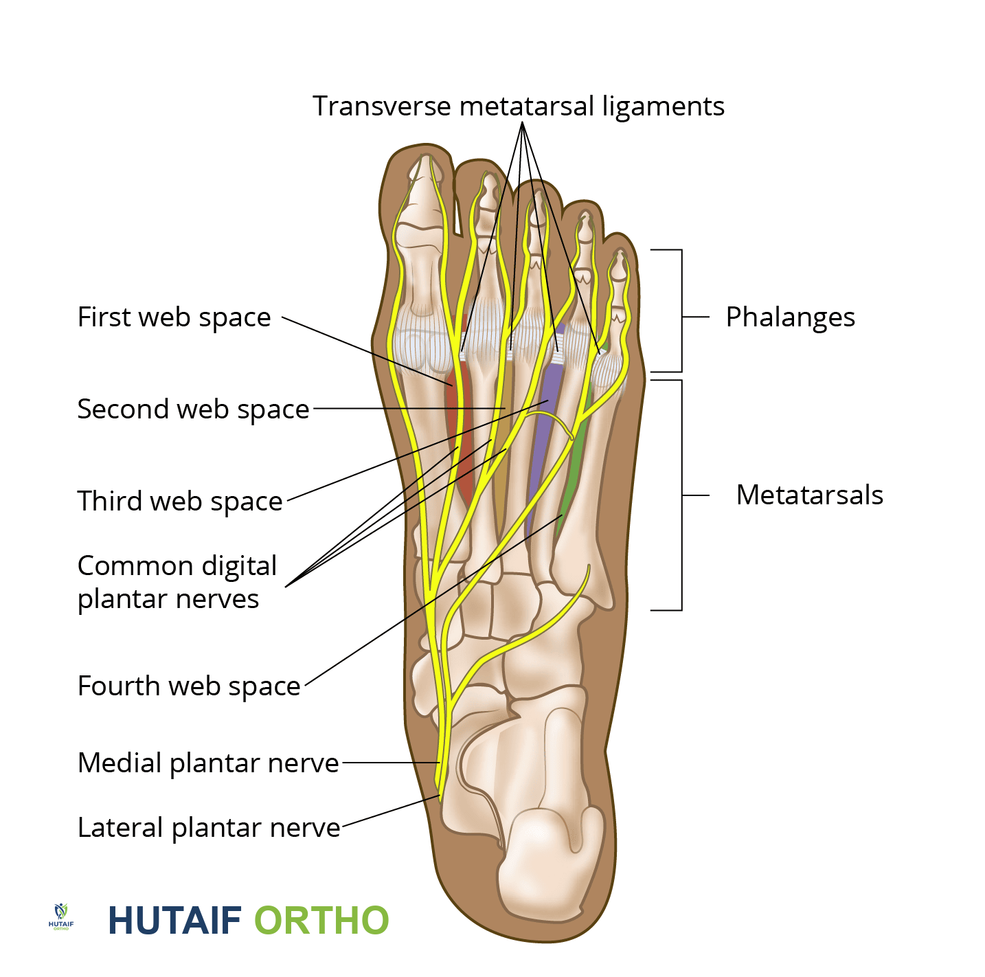 تشريح القدم