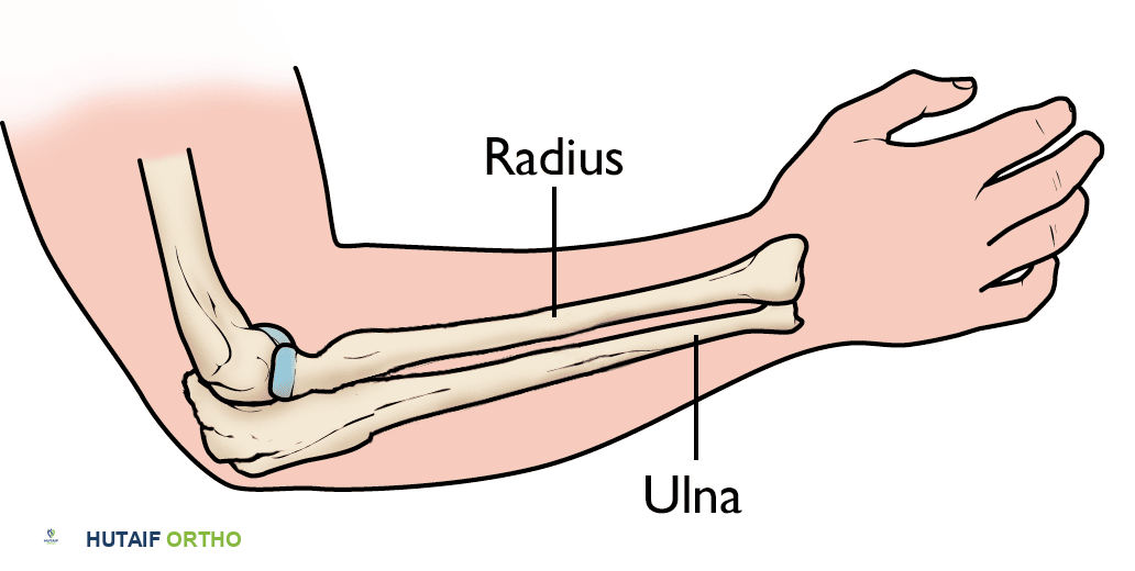 تشريح الساعد