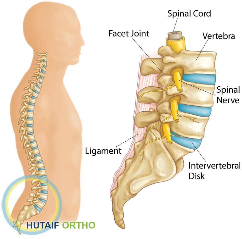 رسم توضيحي يوضح أجزاء العمود الفقري القطني، بما في ذلك الأقراص بين الفقرات