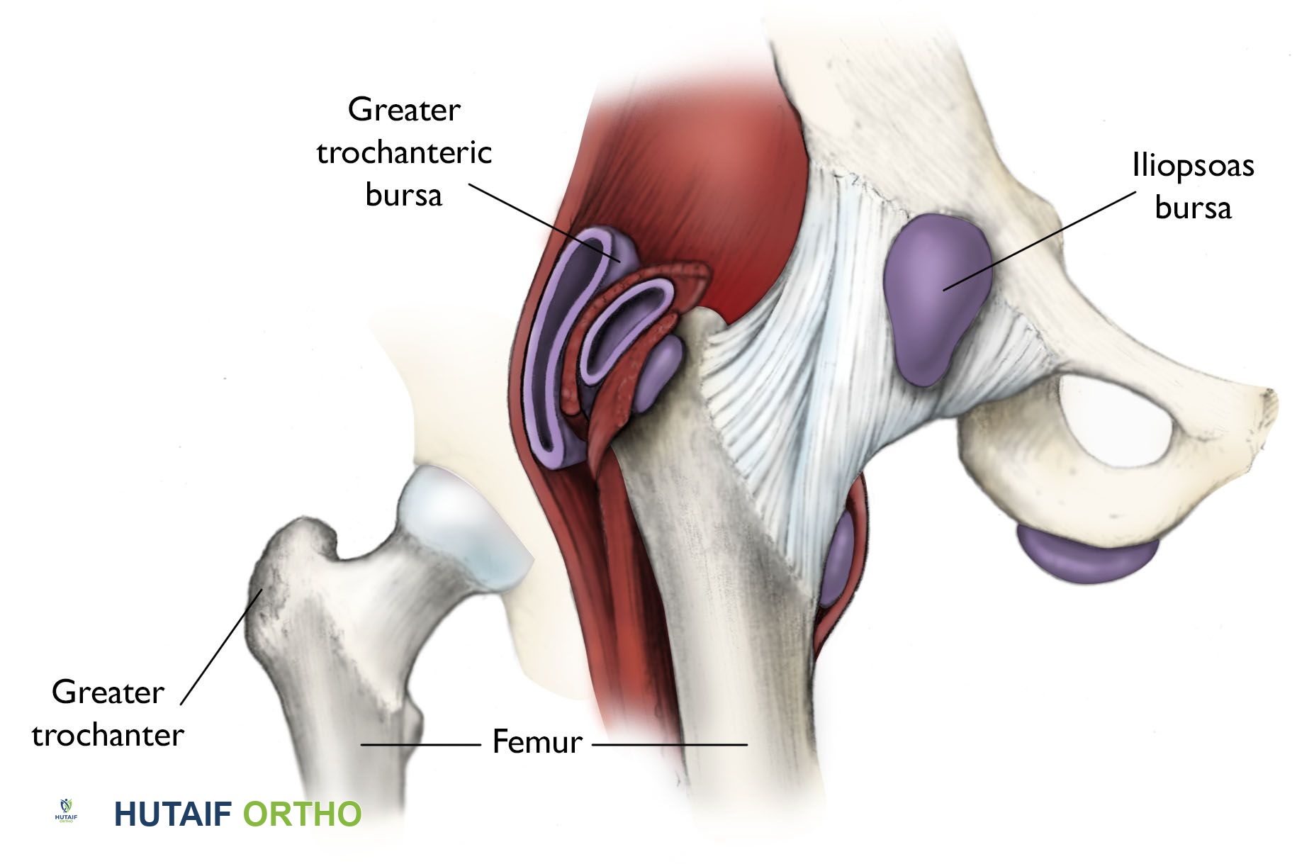 الجرابات الوركية