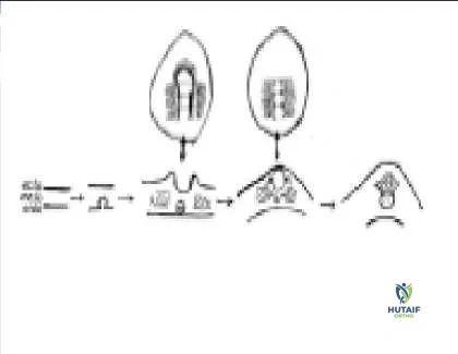 Orthopedic Prometric MCQs - Chapter 3 Part 17