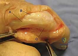 استخدام أحدث تقنيات التصوير الطبي