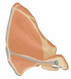 تشخيص آلام الكتف بدقة