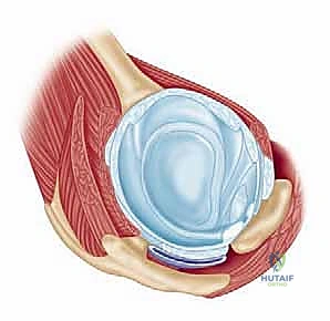 صورة توضيحية لـ تشريح الكتف والجراحة: دليل شامل للمرضى مع الأستاذ الدكتور محمد هطيف في صنعاء