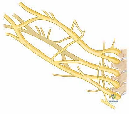 الفحص السريري والتصوير الطبي للكتف