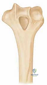 عظام ومفاصل الكتف بالتفصيل