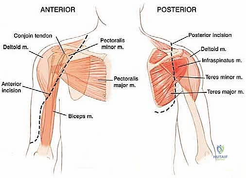 تشريح معقد لمنطقة الكتف والعضد