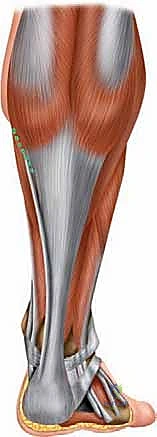 توضيح طبي: التحقق من مسار الوتر داخل الأنفاق العظمية بدقة