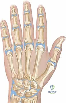 وصف طبي دقيق لتشريح مفاصل الأصابع والرسغ