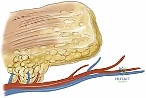 تطبيق سديلة دورانية