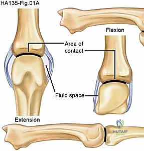 Illustration of proper collateral ligaments - Dr. Mohammed Hutaif