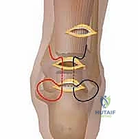 صورة توضيحية للتشريح الدقيق لوتر أخيل وعظم الكعب