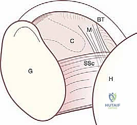 اختبارات الفحص السريري للكتف