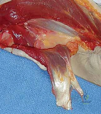 تأمين الوتر وتجهيزه للتحريك نحو الهدف