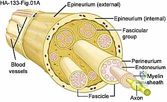 Illustration of peripheral nerve sheath - Dr. Mohammed Hutaif