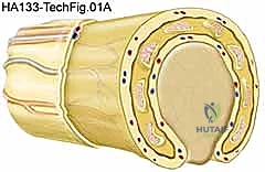صورة توضيحية لـ أورام الأعصاب الطرفية في اليد والرسغ: دليل شامل لاستئصالها وإعادة بنائها مع الأستاذ الدكتور محمد هطيف