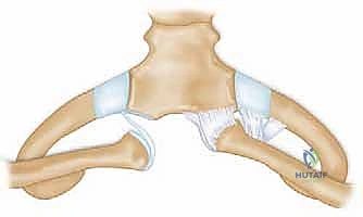 تفاصيل الأربطة المحيطة بالمفصل