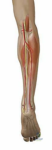 Proximal Mini-Invasive Plantaris Tendon Harvest: An Intraoperative Masterclass