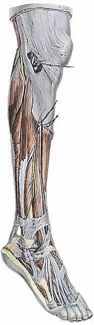 Flexor Hallucis Longus Tendon Transfer for Chronic Peroneal Tendon Tears: An Intraoperative Masterclass