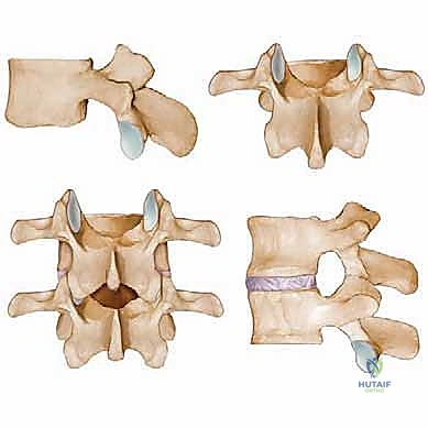التشريح الدقيق للعمود الفقري القطني