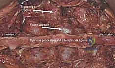 تشريح السويقات الفقارية ومسار المسامير