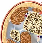 صورة توضيحية لـ التسمير النخاعي لكسور عظم الساق (الظنبوب): دليل شامل للمرضى مع الأستاذ الدكتور محمد هطيف