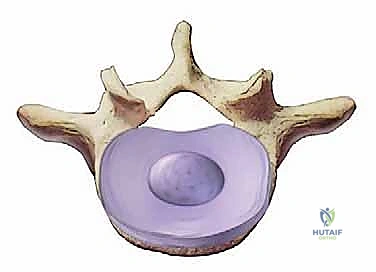 الأقراص الفقرية وتكوينها