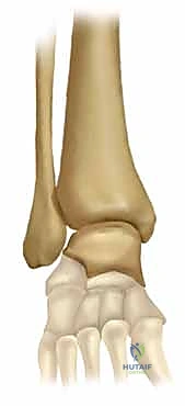 الأربطة الداعمة لمفصل الكاحل